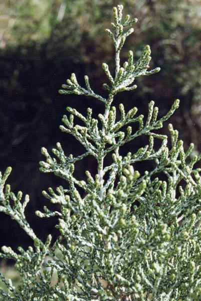 Ozothamnus hookeri photo